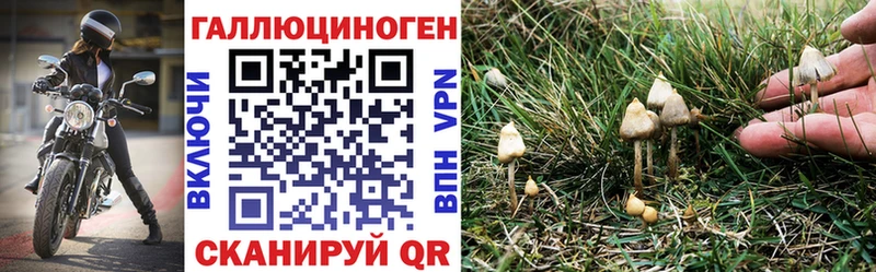 Псилоцибиновые грибы Psilocybine cubensis  даркнет сайт  Тверь 